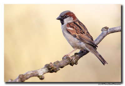 Huismus - House Sparrow