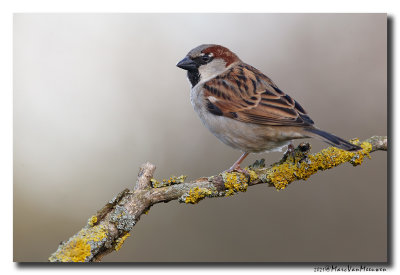 Huismus - House Sparrow