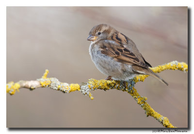 Huismus - House Sparrow