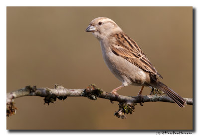 Huismus - House Sparrow