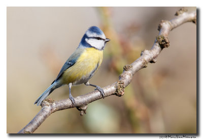 Pimpelmees - Blue Tit