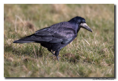 Roek - Rook