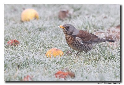 Kramsvogel - Fieldfare