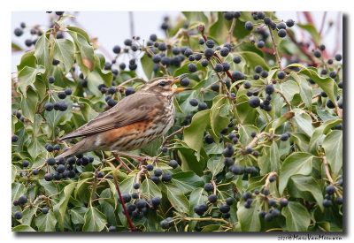 Koperwiek - Redwing