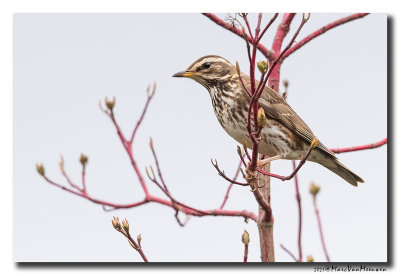 Koperwiek - Redwing