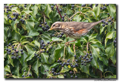 Koperwiek - Redwing