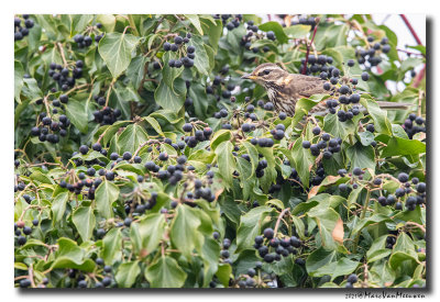 Koperwiek - Redwing