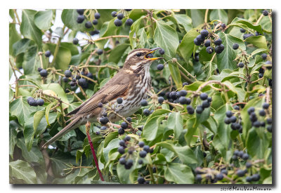 Koperwiek - Redwing