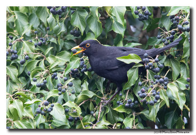 Merel - Blackbird