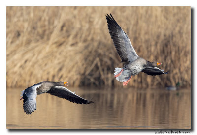 Grauwe Gans - Greylag Goose