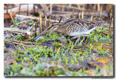 Watersnip - Snipe