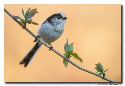 Staartmees - Long-tailed Tit