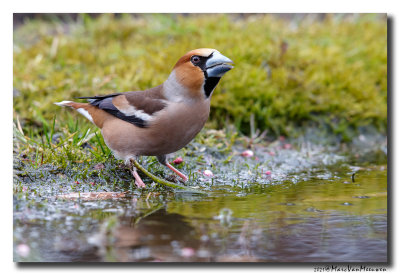 Appelvink - Hawfinch