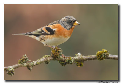 Keep - Brambling