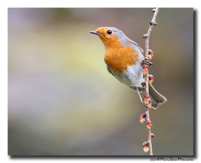 Roodborst - Robin