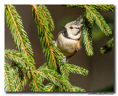 Kuifmees - Crested Tit