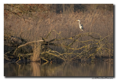 Blauwe Reiger - Grey Heron