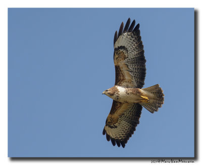 Buizerd - Buzzard