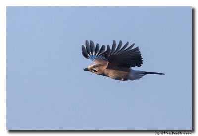 Gaai - Jay