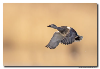 Krakeend - Gadwall 