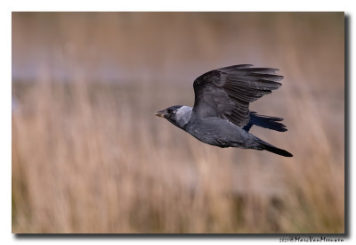 Kauw - Western Jackdaw
