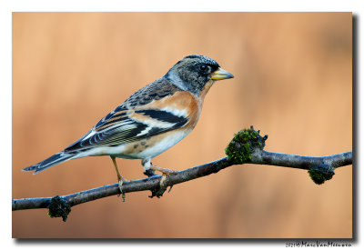 Keep - Brambling