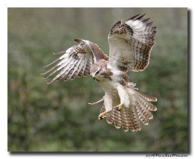 Buizerd - Buzzard