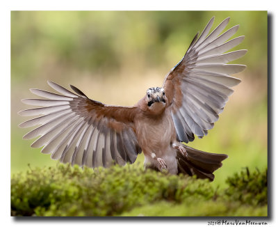 Gaai - Jay