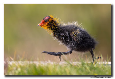 Meerkoet - Coot