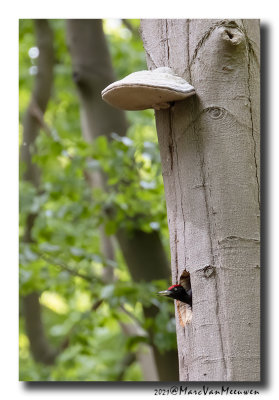 Zwarte Specht - Black Woodpecker