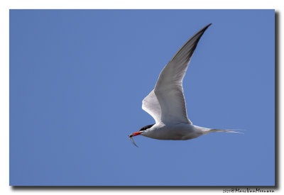 Visdief - Common Tern