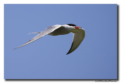 Visdief - Common Tern