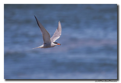 Visdief - Common Tern
