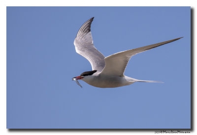Visdief - Common Tern