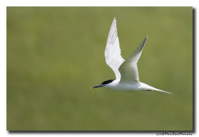 Grote Stern - Sandwich Tern