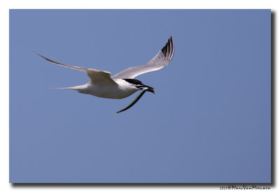 Grote Stern - Sandwich Tern