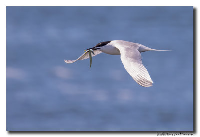 Grote Stern - Sandwich Tern