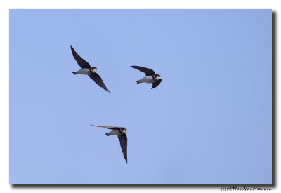 Oeverzwaluw - Sand Martin