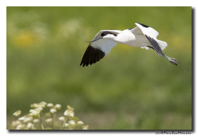 Kluut- Pied Avocet