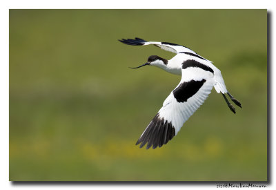 Kluut- Pied Avocet
