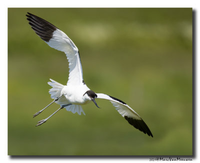 Kluut- Pied Avocet