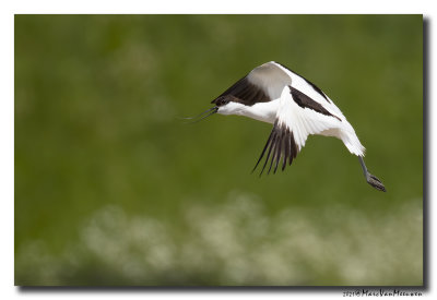 Kluut- Pied Avocet