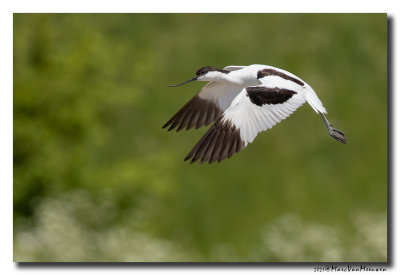 Kluut- Pied Avocet