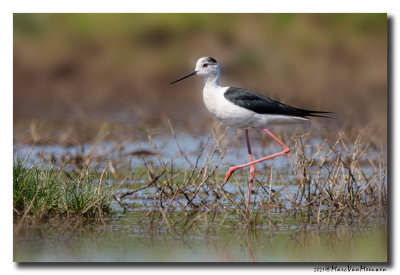 Steltkluut - Black-winged Stilt