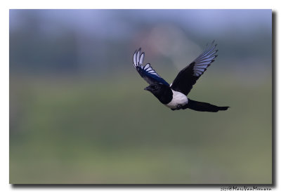 Ekster - Magpie