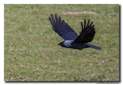 Kauw - Western Jackdaw