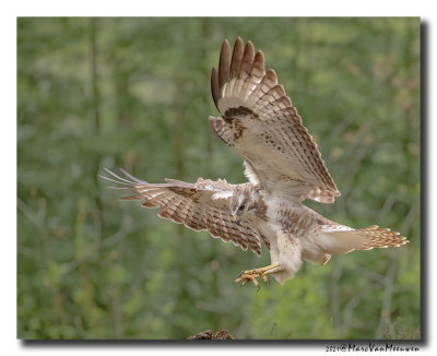 Buizerd - Buzzard