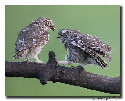 Steenuil - Little Owl