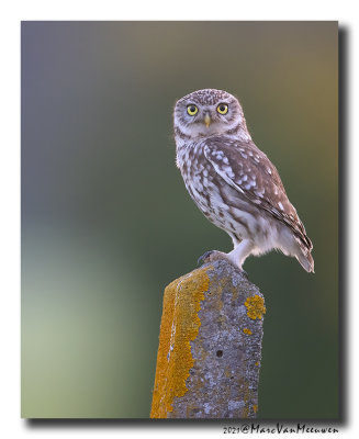 Steenuil - Little Owl 