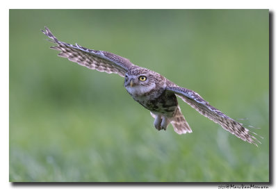 Steenuil - Little Owl